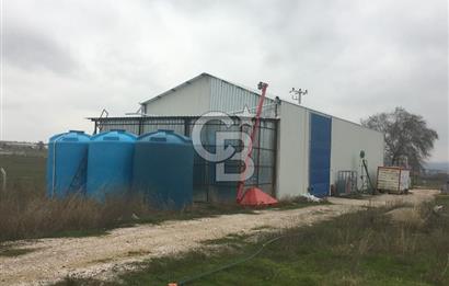 BALIKESİR ALTIEYLÜL PAMUKÇU'DA 24 DÖNÜM RUHSATLI ÇİFTLİK