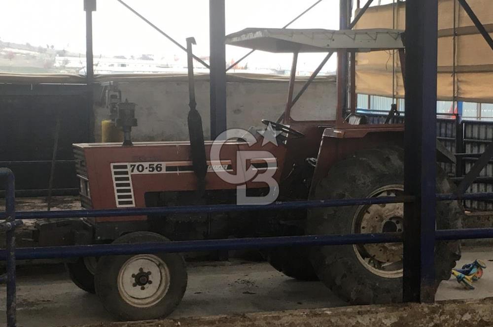 BALIKESİR ALTIEYLÜL PAMUKÇU'DA 24 DÖNÜM RUHSATLI ÇİFTLİK