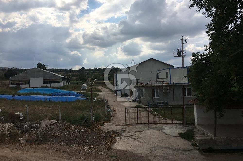 BALIKESİR ALTIEYLÜL PAMUKÇU'DA 24 DÖNÜM RUHSATLI ÇİFTLİK