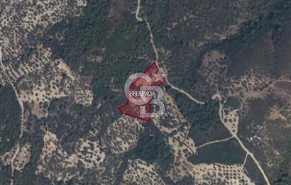 Bugün Gelir,Yarın Büyük Değer Artışı-Bornovada Yatırımlık Tarla