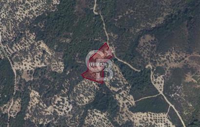 Bugün Gelir,Yarın Büyük Değer Artışı-Bornovada Yatırımlık Tarla