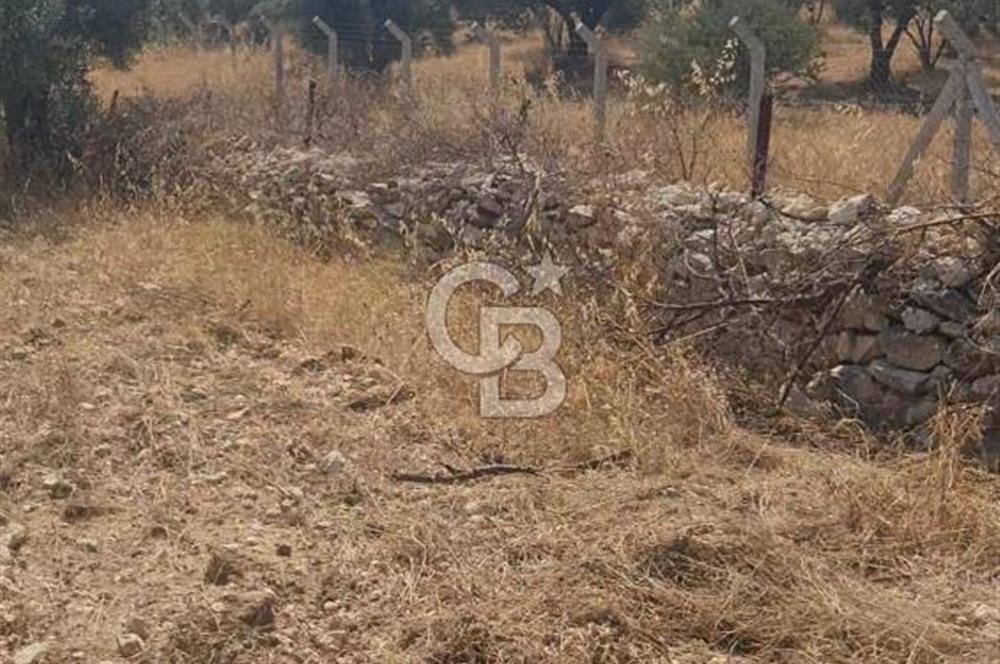 İzmir Menderes İmar Sınırına Yakın Satılık Tarla