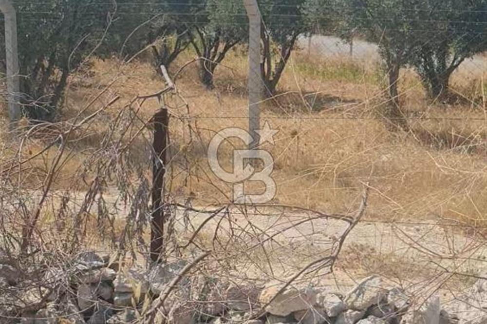 İzmir Menderes İmar Sınırına Yakın Satılık Tarla