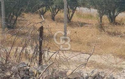 İzmir Menderes İmar Sınırına Yakın Satılık Tarla