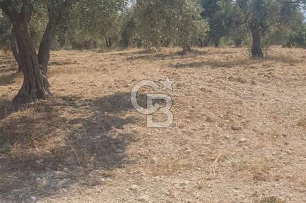 İzmir Menderes İmar Sınırına Yakın Satılık Tarla