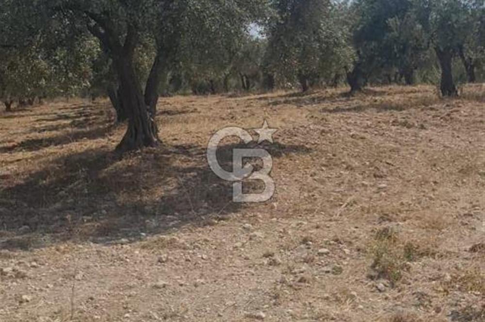 İzmir Menderes İmar Sınırına Yakın Satılık Tarla