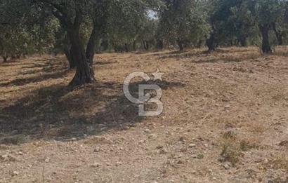 İzmir Menderes İmar Sınırına Yakın Satılık Tarla