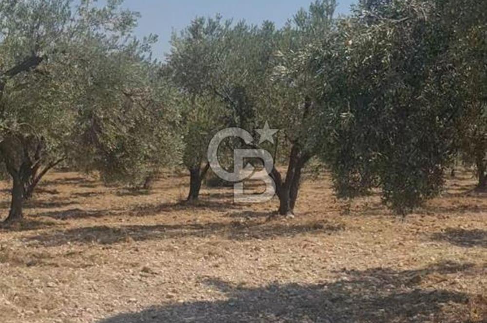 İzmir Menderes İmar Sınırına Yakın Satılık Tarla