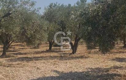 İzmir Menderes İmar Sınırına Yakın Satılık Tarla