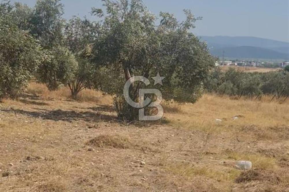 İzmir Menderes İmar Sınırına Yakın Satılık Tarla