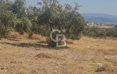 İzmir Menderes İmar Sınırına Yakın Satılık Tarla