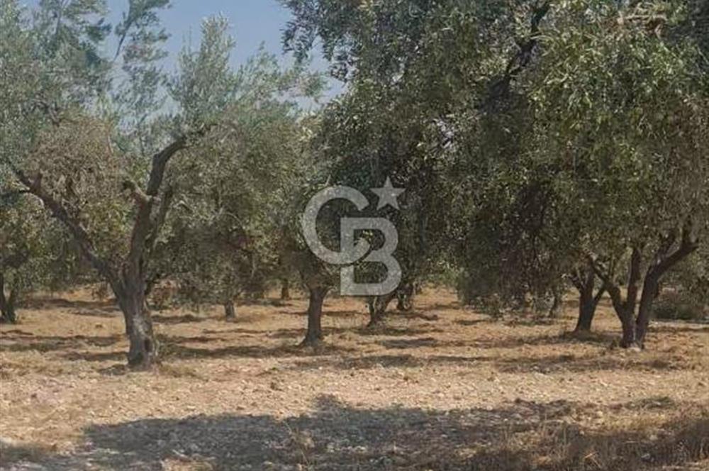 İzmir Menderes İmar Sınırına Yakın Satılık Tarla