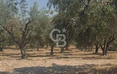 İzmir Menderes İmar Sınırına Yakın Satılık Tarla