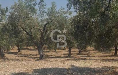 İzmir Menderes İmar Sınırına Yakın Satılık Tarla