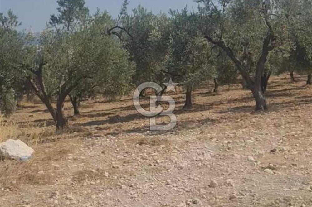 İzmir Menderes İmar Sınırına Yakın Satılık Tarla