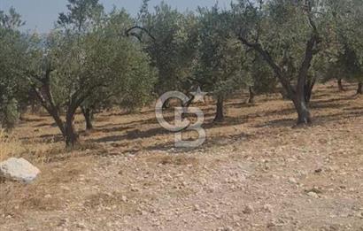 İzmir Menderes İmar Sınırına Yakın Satılık Tarla