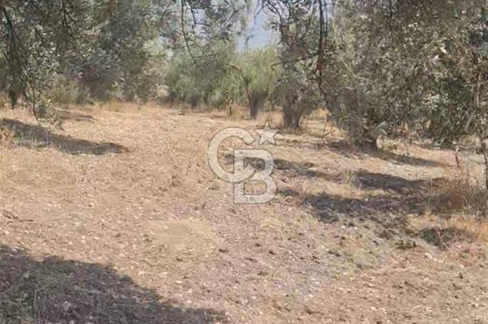 İzmir Menderes İmar Sınırına Yakın Satılık Tarla