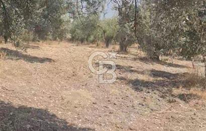 İzmir Menderes İmar Sınırına Yakın Satılık Tarla