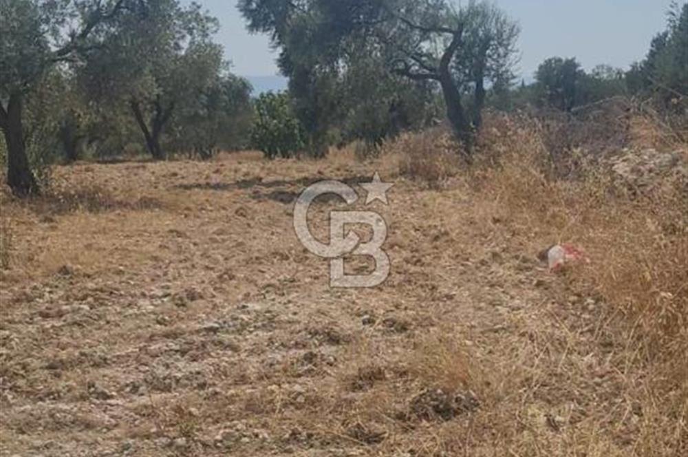 İzmir Menderes İmar Sınırına Yakın Satılık Tarla