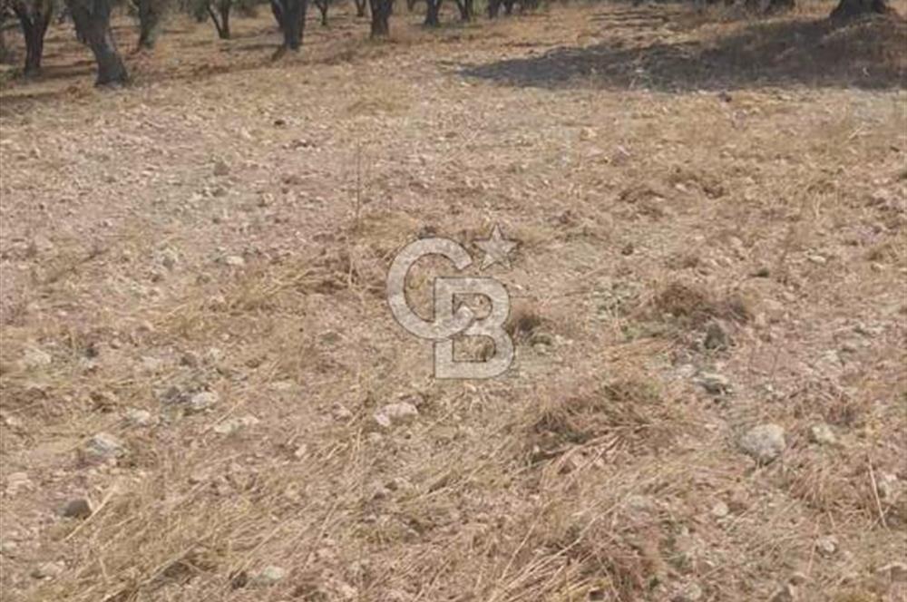 İzmir Menderes İmar Sınırına Yakın Satılık Tarla