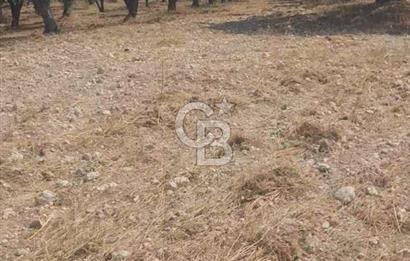 İzmir Menderes İmar Sınırına Yakın Satılık Tarla