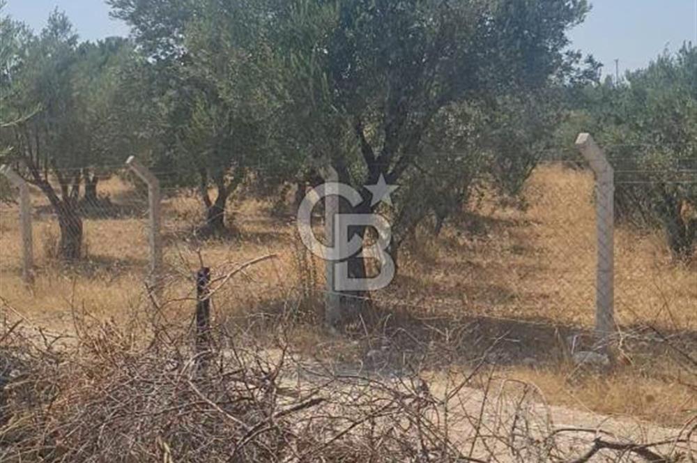 İzmir Menderes İmar Sınırına Yakın Satılık Tarla