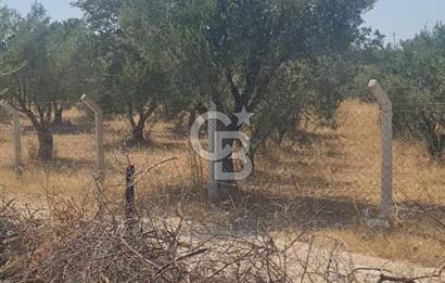 İzmir Menderes İmar Sınırına Yakın Satılık Tarla