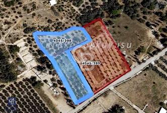 İsmetiye'de Satılık 2950 Metrekare Zeytinlik - 9 - 320055