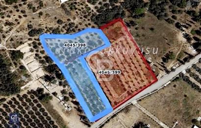 İsmetiye'de Satılık 2950 Metrekare Zeytinlik