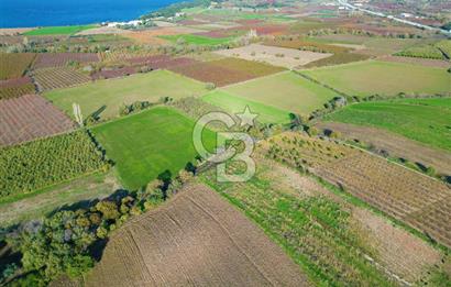 ÇANAKKALE MERKEZ YAPILDAK KÖYÜ 11.516 M² SATILIK TARLA