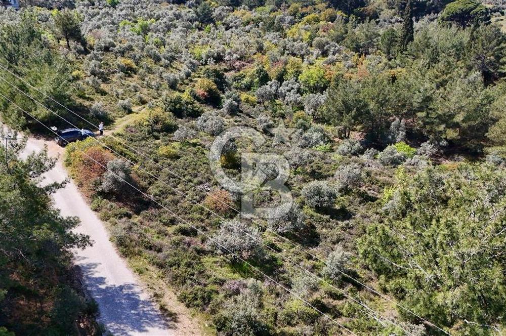 Kemalpaşa Ören Satılık Bağ