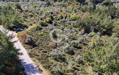 Kemalpaşa Ören Satılık Bağ