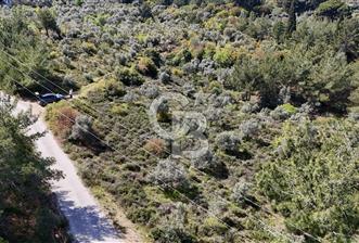 Kemalpaşa Armutlu 3.212 m2 Satılık Bağ  - 5 - 320212