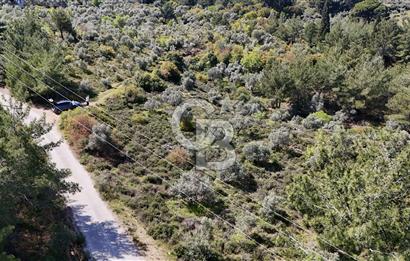 Kemalpaşa Armutlu 3.212 m2 Satılık Bağ 