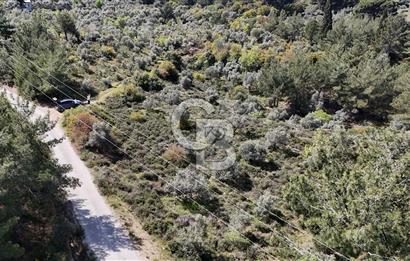 Kemalpaşa Armutlu Hürriyet Satılık T