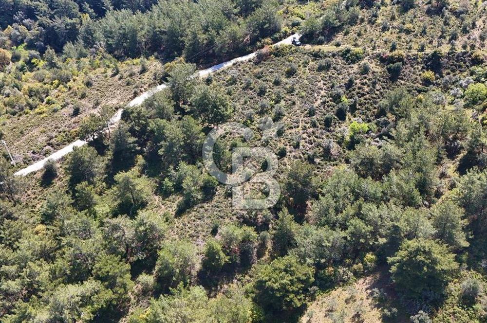 Kemalpaşa Armutlu Hürriyet Satılık Tarla