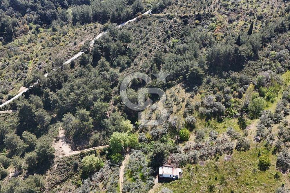 Kemalpaşa Armutlu 3.212 m2 Satılık Bağ 