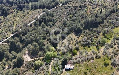 Kemalpaşa Armutlu 3.212 m2 Satılık Bağ 