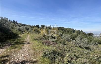 Kemalpaşa Armutlu Hürriyet Satılık Tarla