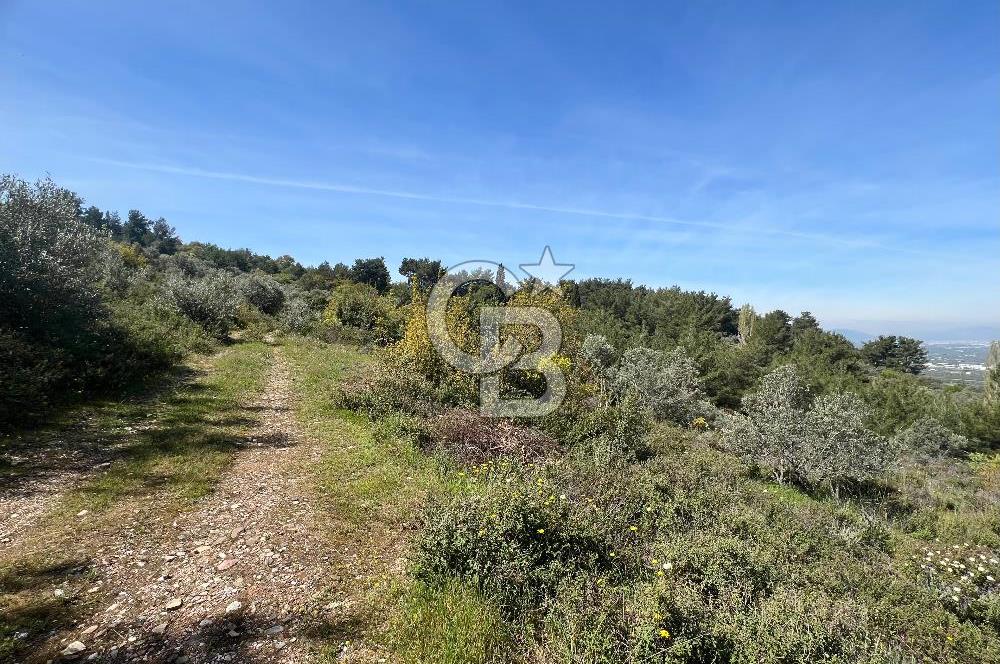 Kemalpaşa Armutlu 3.212 m2 Satılık Bağ 