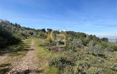 Kemalpaşa Armutlu 3.212 m2 Satılık Bağ 