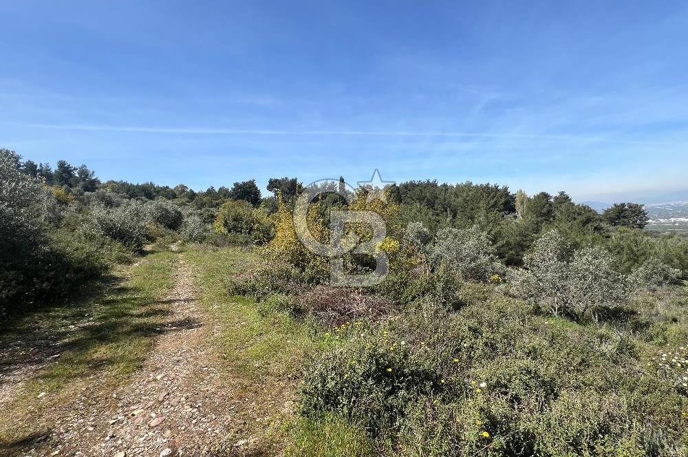 Kemalpaşa Armutlu 3.212 m2 Satılık Bağ 