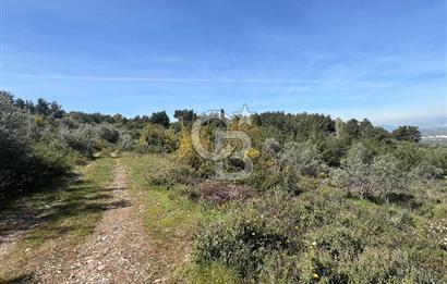 Kemalpaşa Armutlu 3.212 m2 Satılık Bağ 