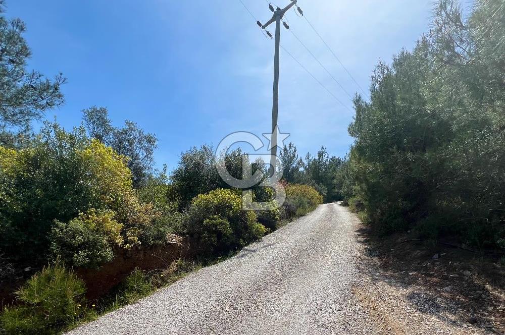 Kemalpaşa Armutlu Hürriyet Satılık T