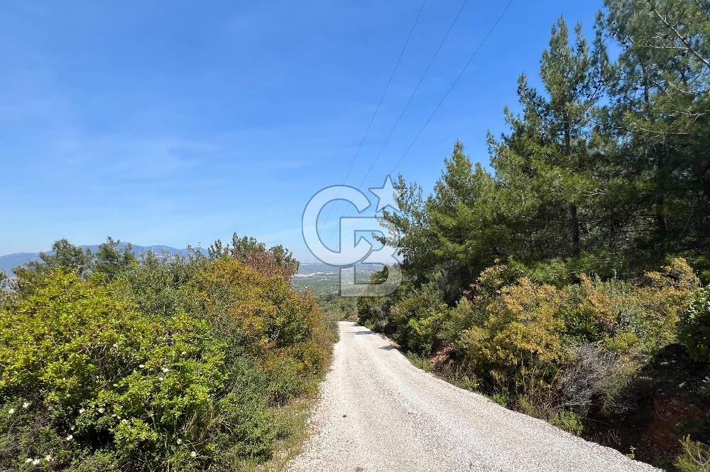 Kemalpaşa Ören Satılık Bağ