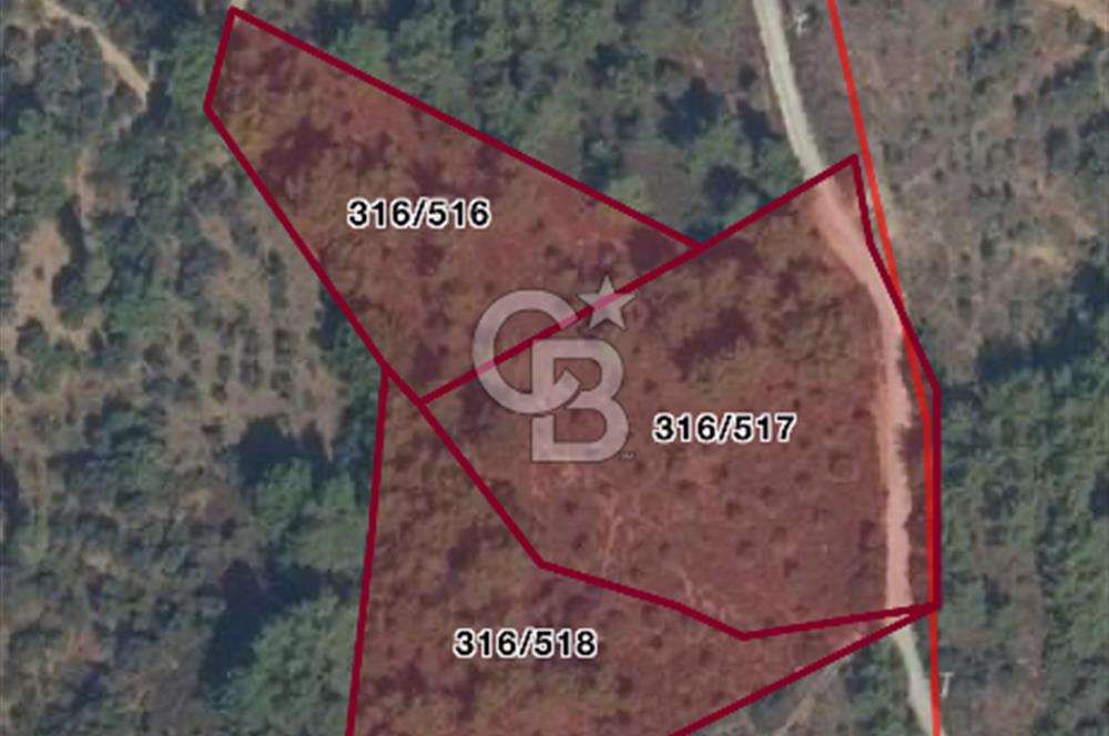 Kemalpaşa Armutlu 3.212 m2 Satılık Bağ 