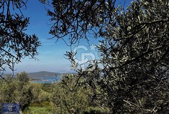 Cunda'da Deniz Manzaralı Zeytinlik - 10 - 320181