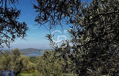 Cunda'da Deniz Manzaralı Zeytinlik