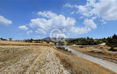 Bozkurt Tutluca'da Köy Yakını Satılık Tarla