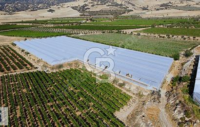 Denizli Buldan'da Satılık Sera